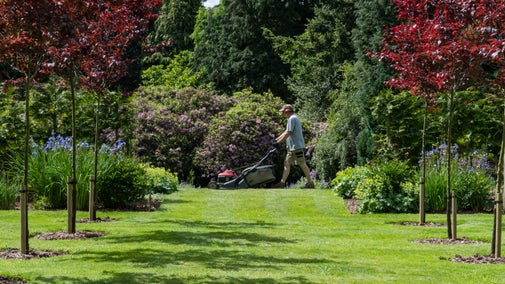 A volunteer mowing the lawn in June at Nuffield Place, Oxfordshire, at the end of a short avenue of red-leaved trees.